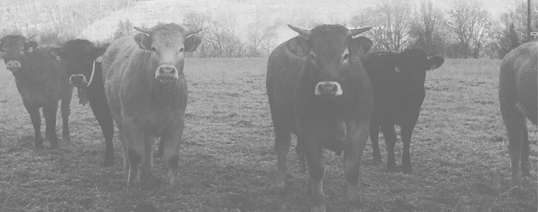 57a Fira de Sant Isidre - Celebra la tradició agrícola i gaudeix d'activitats en família