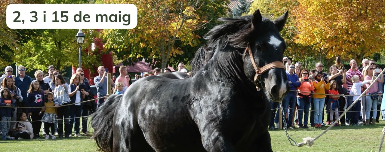 La Fira de Sant Isidre reforça el seu vincle amb el sector primari amb el I Concurs de Primavera de Cavall Pirinenc Català
