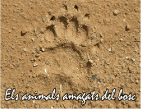 ANIMALS-AMAGATS-BOSC-RUTA-DEL-FERRO