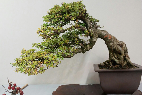 Bonsai Associació Santjoanina